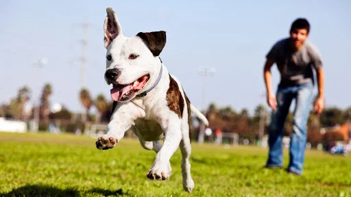Furball Fitness Dog Walking & Pet Care